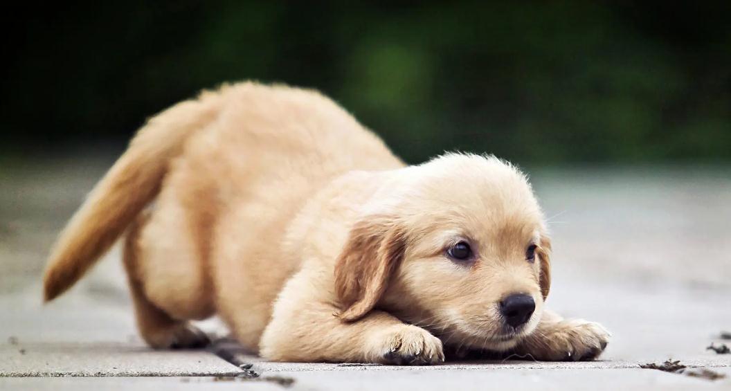 拉布拉多幼犬多大的时候驱虫