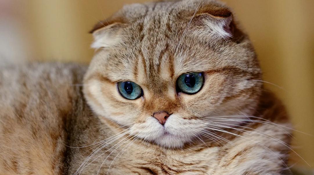 猫咳嗽那种喘是什么原因