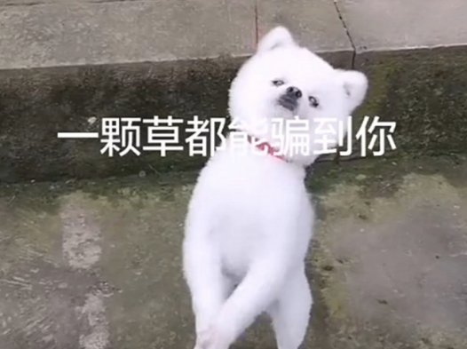主人家把牵引绳拴草上，狗子逢人就拜手作揖，狗：大哥放开我啊