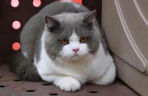 猫咪经常舔肛门是弓形虫吗
