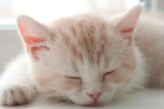 养猫需知:猫咪反复感冒该如何预防? 养猫需知:猫咪反复感冒该如何预防?