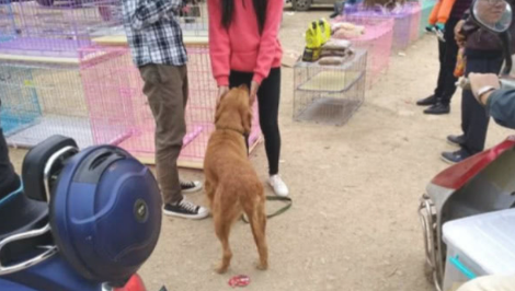 女生百般无奈要卖出金毛,听见女生讲出的价钱,过路人皆叹惋惜 女生百般无奈要卖出金毛,听见女生讲出的价钱,过路人皆叹惋惜