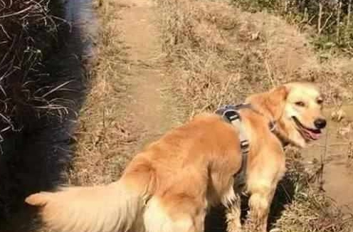 出差前把金毛送至农村老家，它还不情愿，一周后再看到时啼笑皆非