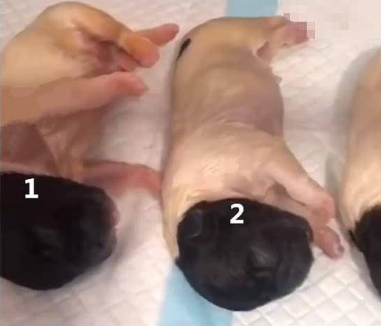 金毛生了窝狗，主人哭笑不得，网友：出生时穿丝袜