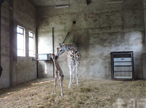 第一只在合肥本土出生的长颈鹿 预计9月上旬可以和游客们见面
