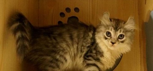美国卷耳猫感冒怎么办？吃什么药好得快？