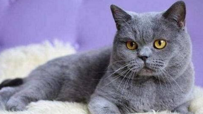 猫吐毛球怎么办？需要送医院治疗吗？