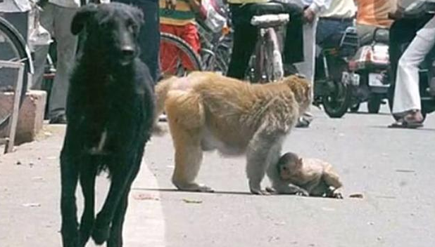 拉布拉多街边凑热闹，被小猴子妈一把锁定腰：不要欺负我孩子！