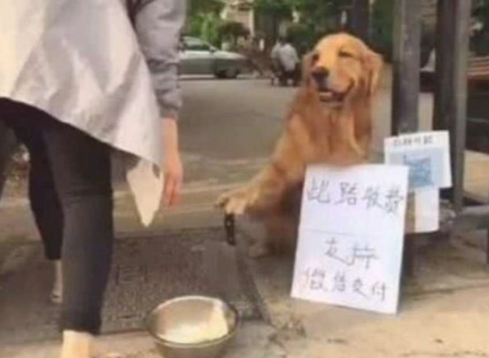 金毛马路边摆地摊,霸气侧漏的摁着大水果刀 金毛马路边摆地摊,霸气侧漏的摁着大水果刀