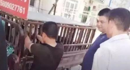 女孩将哈士奇从狗肉馆解救出来,得到再生的二哈,学会了心怀感恩 女孩将哈士奇从狗肉馆解救出来,得到再生的二哈,学会了心怀感恩
