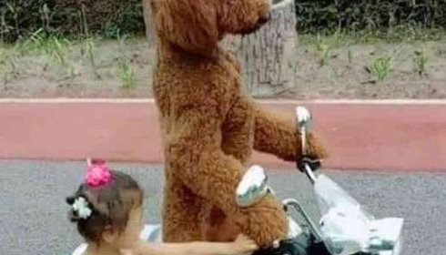 小狗一脸高兴的骑车截着小主人，猫奴都猜疑是否要修炼成仙了！