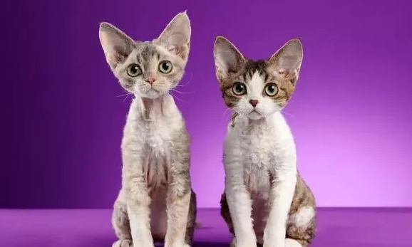 担心德文卷毛猫掉毛严重？铲屎官快了解一下吧！