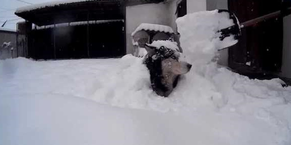 等养了哈士奇还可以那样玩，把它埋在雪里