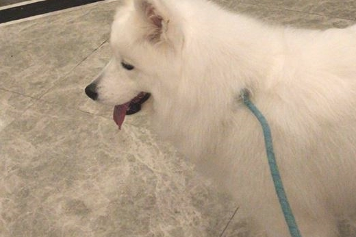 姥姥照料家里猫和狗,萨摩耶软糖和小猫咪麻糬反映出现异常,母亲:没良心 姥姥照料家里猫和狗,萨摩耶软糖和小猫咪麻糬反映出现异常,母亲:没良心