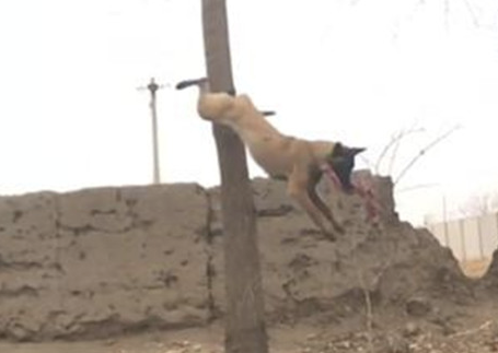 主人训炼马犬,把肉置放三米高树枝,狗狗的姿势令人下颌都掉地面上 主人训炼马犬,把肉置放三米高树枝,狗狗的姿势令人下颌都掉地面上