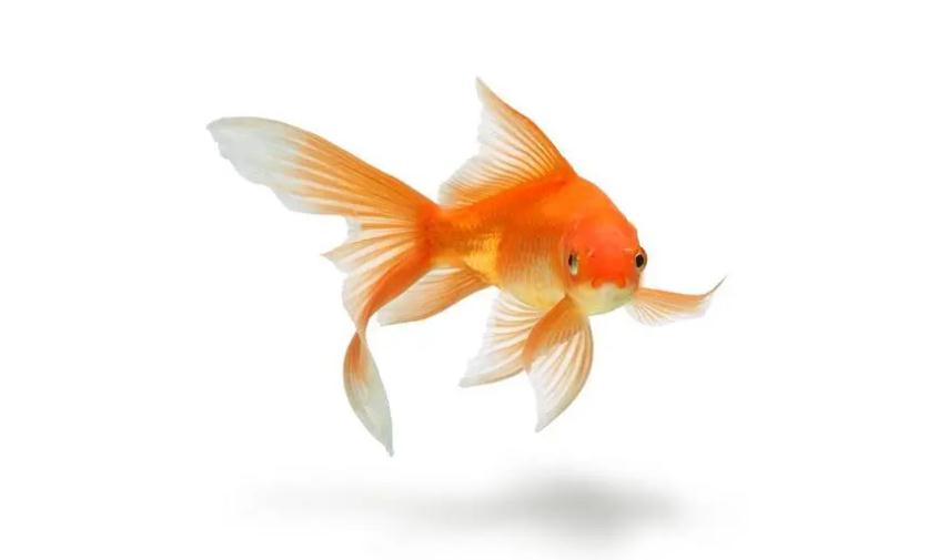 金鱼十天不喂会怎么样会死吗 宠物网问答