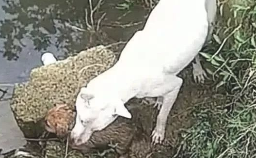 带狗狗去公园散散步，狗狗忽然跳入排水沟里，跟上去一看，快救它