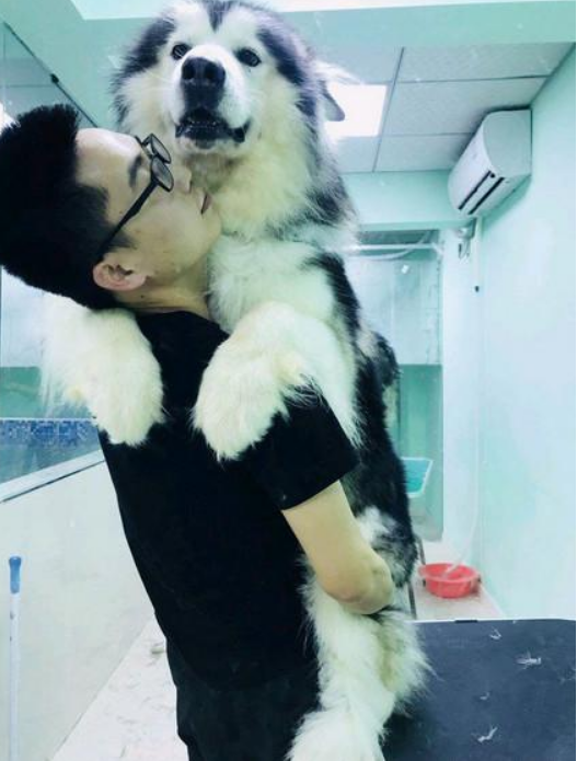 主人带阿拉斯加犬去注射，狗狗吓的躲到主人怀中，阿拉：小宝宝担心