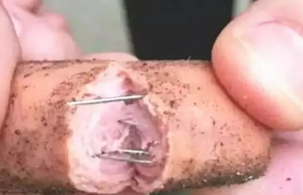 金毛在街边捡了一根香肠,差点儿送命,身后的诡计太可怕了 金毛在街边捡了一根香肠,差点儿送命,身后的诡计太可怕了