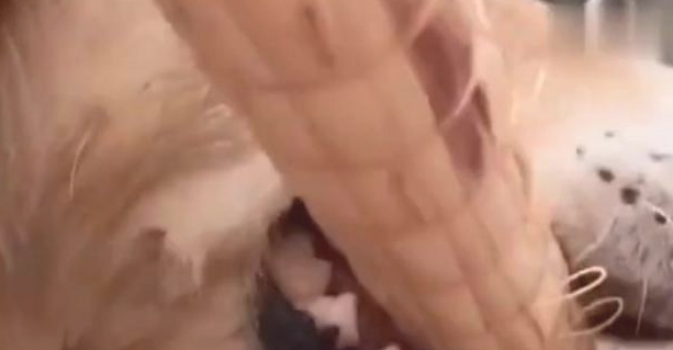 男主角经验教训小金毛,金毛狗狗母亲看到了,叼木棍让女主揍他 男主角经验教训小金毛,金毛狗狗母亲看到了,叼木棍让女主揍他