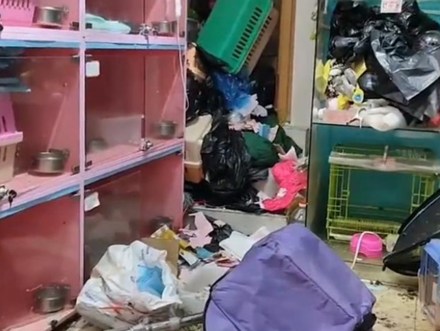 10只猫相处了2个月,解封后上海女子回到店里,满地狼藉却是欣喜 10只猫相处了2个月,解封后上海女子回到店里,满地狼藉却是欣喜