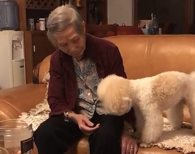 狗狗陪主人家看电视剧，一个姿势奶奶立刻就懂，令人大呼：太难以置信了