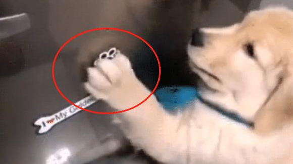 餐厅厨房有声响，主人家还以为是进了窃贼，被金毛的神情逗乐了