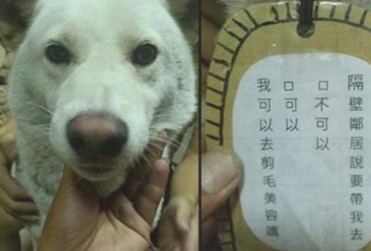 狗狗去住宅小区游逛，回家了后多了块扑克牌，主人研读上边的文本感慨：它高情商！