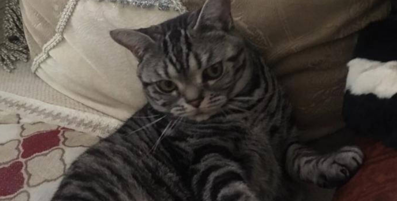 拯救猫咪泌尿道问题,推荐比瑞吉泌尿道全价成年期猫粮 拯救猫咪泌尿道问题,推荐比瑞吉泌尿道全价成年期猫粮