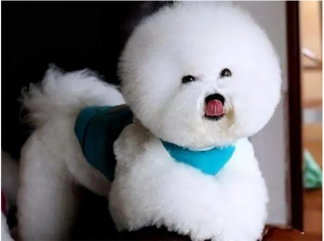 比熊不卷毛是不是棉花面纱犬