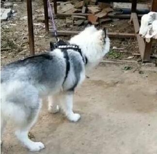 小山羊抢走二哈第一次接吻，激动得跳起：从此以后你就是我的人了