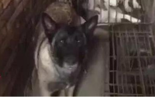 寻找丢失的马犬，却意外救出上百条狗，但她还是没能救下...