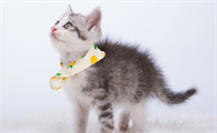 猫咪发出咕噜咕噜的声音是什么意思呢