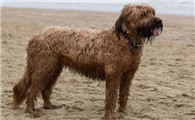 伯瑞犬上厕所怎么训练？感兴趣的可以看看~