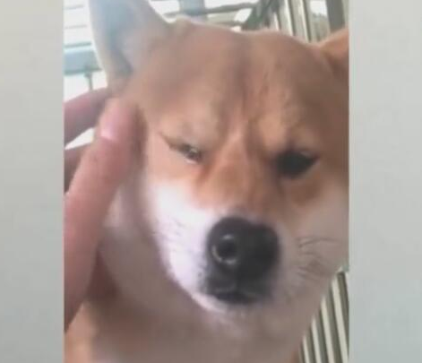小狗被骂到流泪,主人立刻变为宽慰,不断帮抹泪水! 小狗被骂到流泪,主人立刻变为宽慰,不断帮抹泪水!