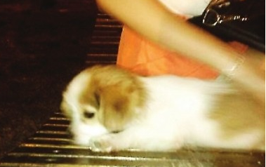 金毛将西施犬逼入闽江后与主人“肇事逃逸”