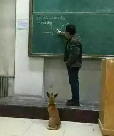 看一下狗狗在课堂教学懒惰入睡，教授中间往前就一脚