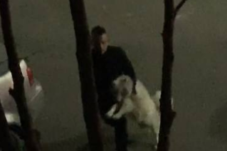 萨摩耶逃走被把握住，主人牵着你回家了，狗狗很憋屈不应该回家约你！