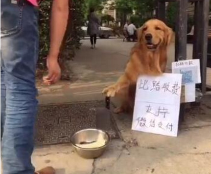 金毛很猖狂，拿着刀坐守小区门口，见到品牌上的內容后笑喷了