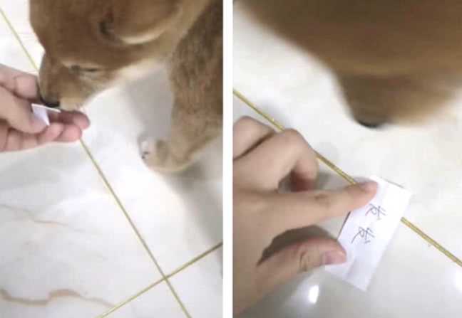 主人让土狗自己挑选姓名,见到它的挑选后立即笑喷了 主人让土狗自己挑选姓名,见到它的挑选后立即笑喷了