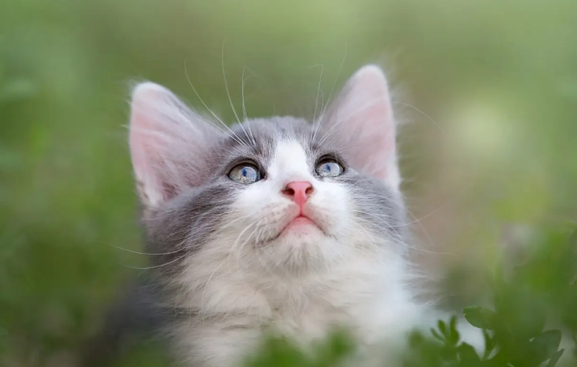 猫咪能吹空调吗