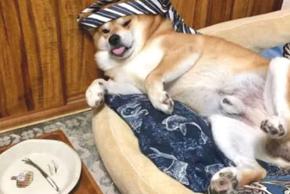 主人烦闷想喝酒解愁，柴犬为让主人高兴，一下子变跪下叫爸爸即兴表演尬演