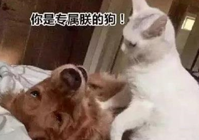 金毛捡回来只奶猫当童养媳，奶猫长大以后，金毛却变成“妻奴”