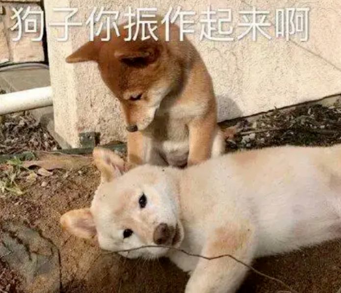 狗子偷跑20秒被发现，担心挨骂赶紧四脚朝天“装死”哈哈！