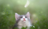 猫心肌肥大怎么办是不是要长期吃药