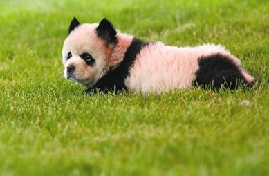 松狮被整容变成“熊猫” 韩国刮起了一股给宠物整容的风潮