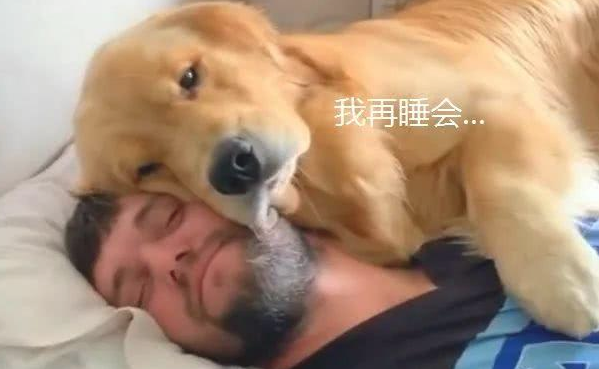 金毛自小就爱睡主人的身上，結果一年后，却忘掉自身长大以后