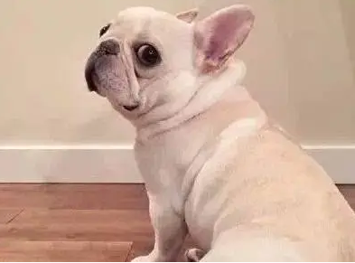 法国斗牛犬得了皮肤病怎么治疗