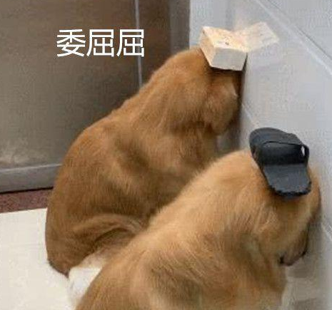 3只狗犯错误被惩罚，小泰迪却恶狠狠盯住自身：啥目光呀？