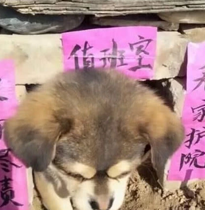 送奶奶一只狗狗，见到狗狗的窝后，笑到胃抽筋：大佬，求带！